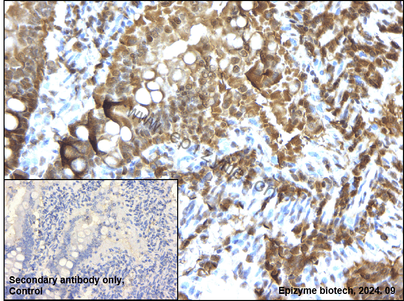 Anti-Wnt2b Rabbit mAb [45T51R63]