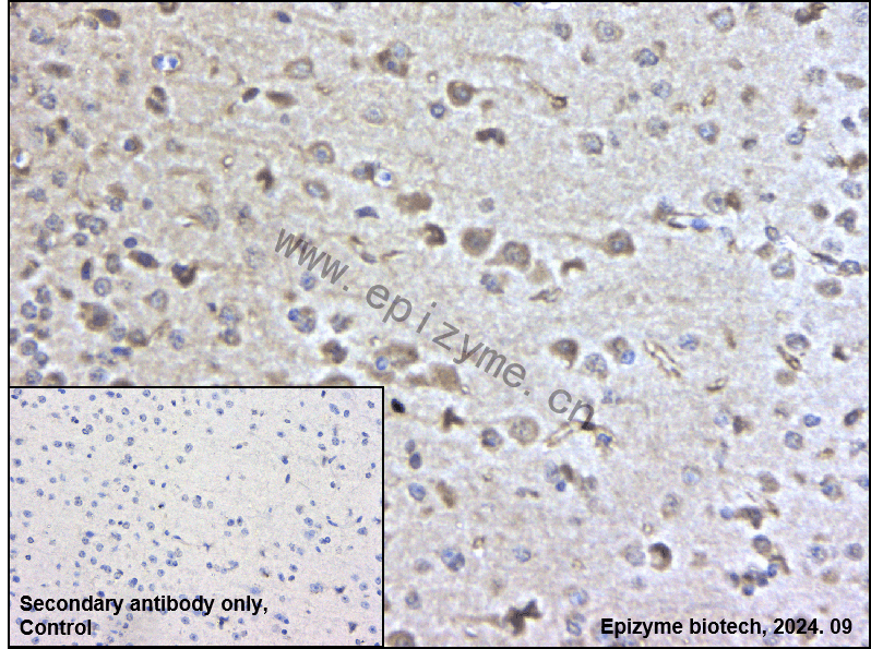 Anti-Wnt2b Rabbit mAb [45T51R63]