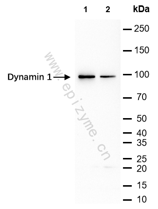 Anti-Dynamin 1 Rabbit mAb [29H25N32]