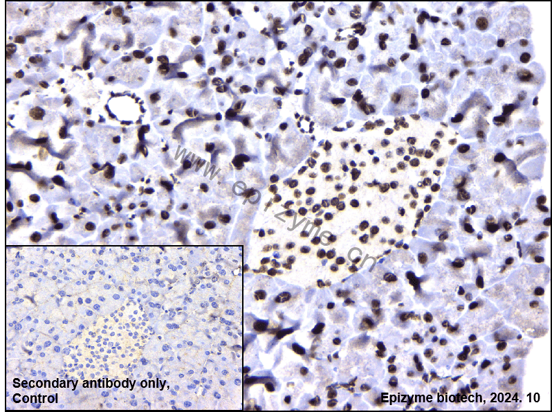 Anti-hnRNP U Rabbit mAb [49Q60G12]