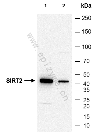 Anti-SIRT2 Rabbit mAb [68A65P55]