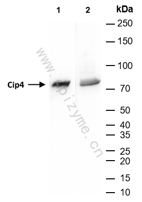 Anti-TRIP10 Rabbit mAb [70I90R06]