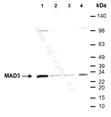 Anti-MAD3 Rabbit mAb [57D73R59]