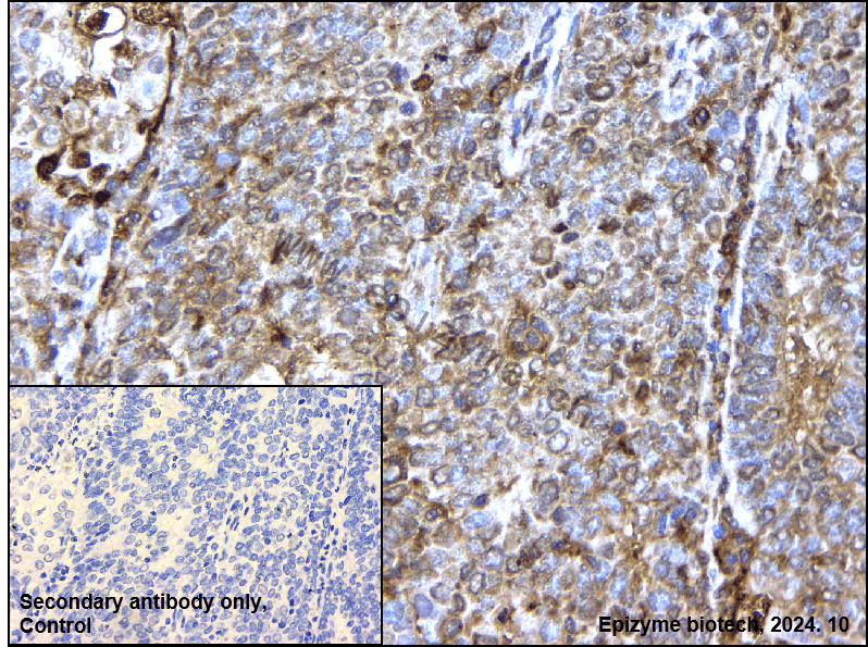 Anti-Phospho-SIRT1 (Thr530) Rabbit mAb [58C48O07]