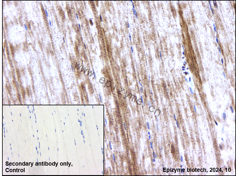 Anti-Phospho-SIRT1 (Thr530) Rabbit mAb [58C48O07]