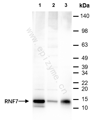 Anti-RNF7 Rabbit mAb [68R86B52]