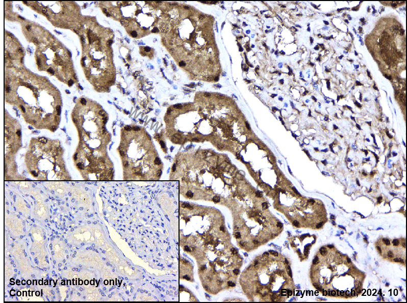 Anti-RNF7 Rabbit mAb [68R86B52]