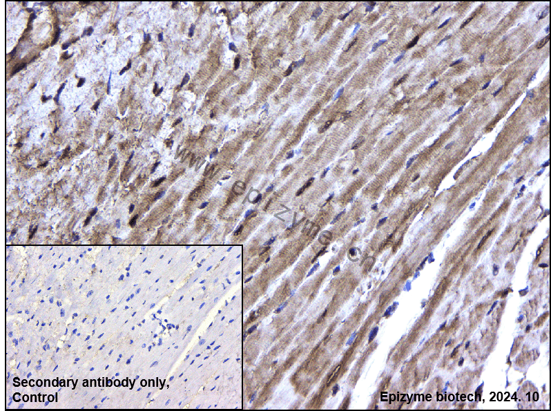 Anti-RNF7 Rabbit mAb [68R86B52]