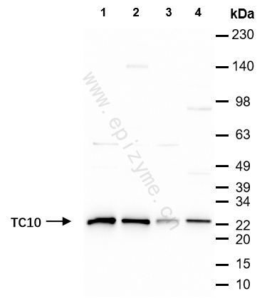 Anti-TC10 Rabbit mAb [57P53A87]