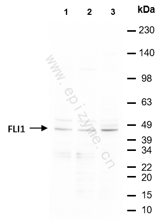 Anti-FLI1 Rabbit mAb [93I67I14]