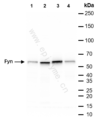 Anti-Fyn Rabbit mAb [54L16S68]