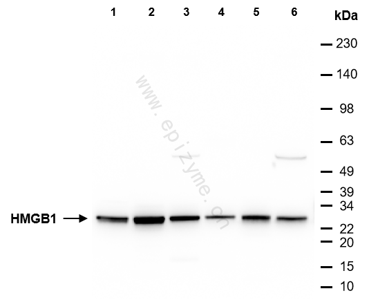 Anti-HMGB1 Rabbit mAb [20M98D47]