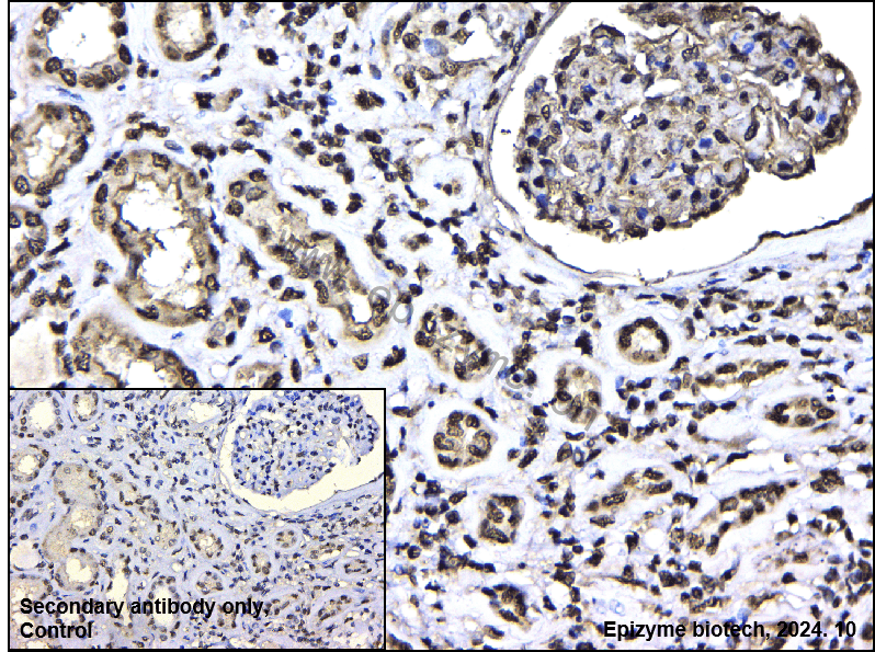 Anti-SAM68 Rabbit mAb [93J28R39]