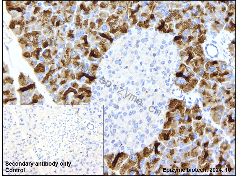 Anti-DUSP6 Rabbit mAb [22M02S74]