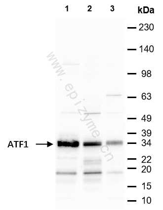 Anti-ATF1 Rabbit mAb [91D78Q99]