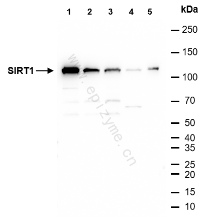 Anti-SIRT1 Rabbit mAb [32R67H94]