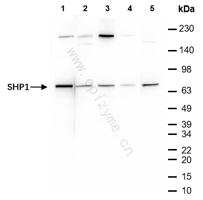 Anti-SHP1 Rabbit mAb [26K02P34]