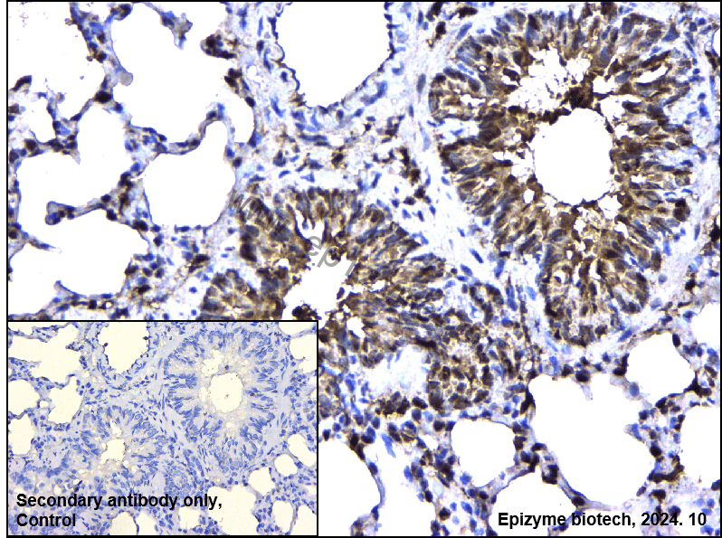 Anti-SHP1 Rabbit mAb [26K02P34]