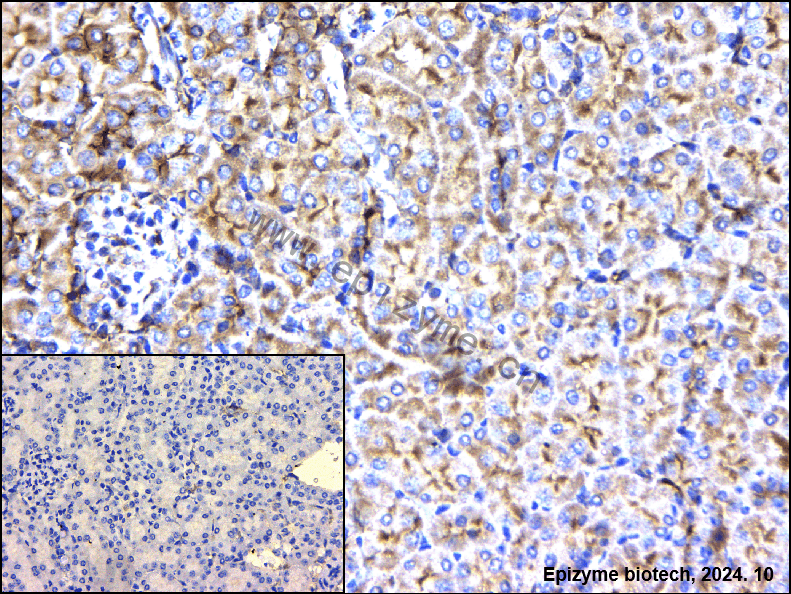 Anti-GNB2 Rabbit mAb [17I18S83]