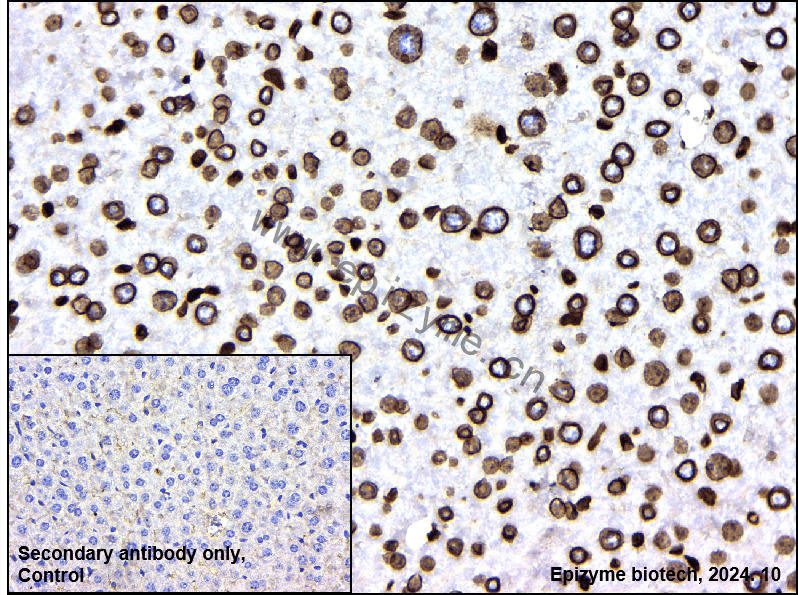 Anti-Lamin B1 Rabbit mAb [54I84Q27]