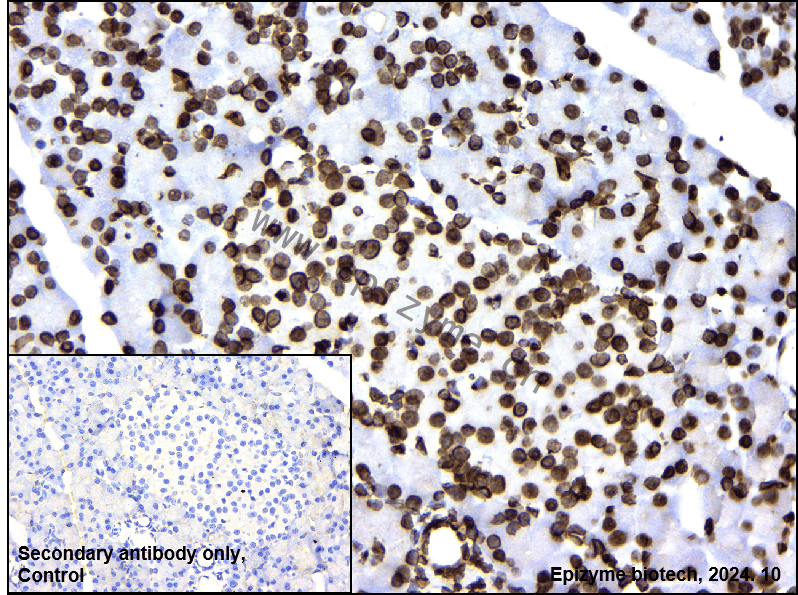 Anti-Lamin B1 Rabbit mAb [54I84Q27]