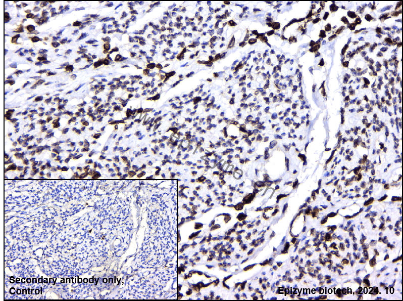 Anti-Lamin B1 Rabbit mAb [54I84Q27]