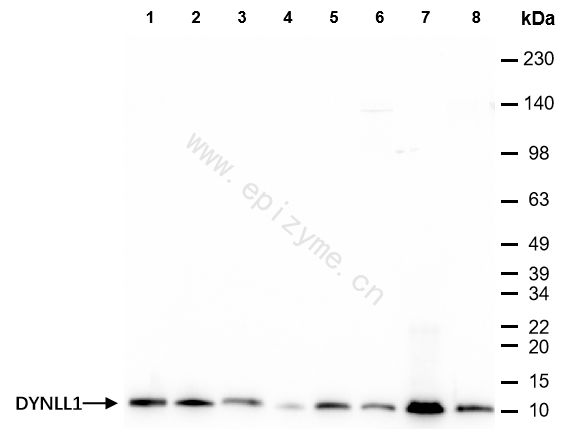 Anti-DYNLL1 Rabbit mAb [20J59M18]