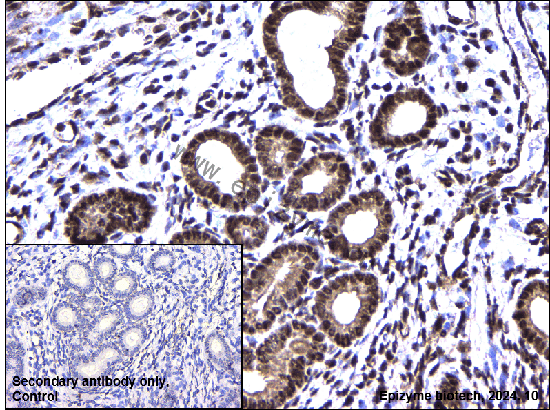 Anti-DYNLL1 Rabbit mAb [20J59M18]