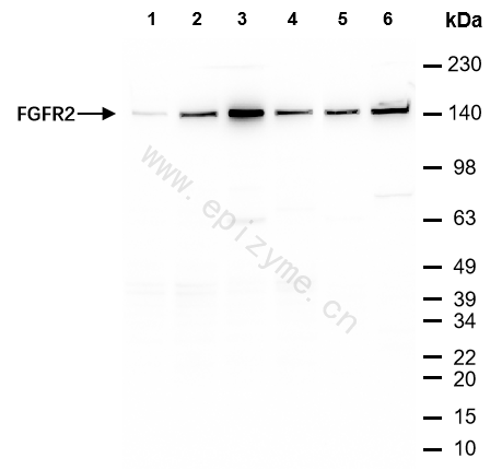 Anti-FGFR2 Rabbit mAb [30N36N11]