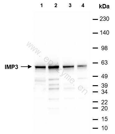 Anti-IMP3 Rabbit mAb [20E34Q45]