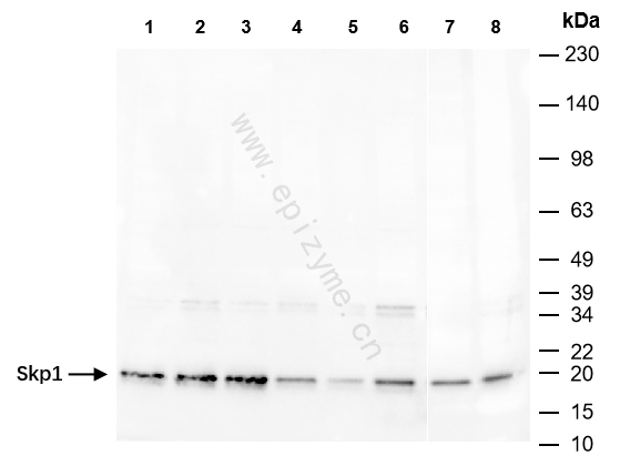 Anti-Skp1 Rabbit mAb [55C19N75]