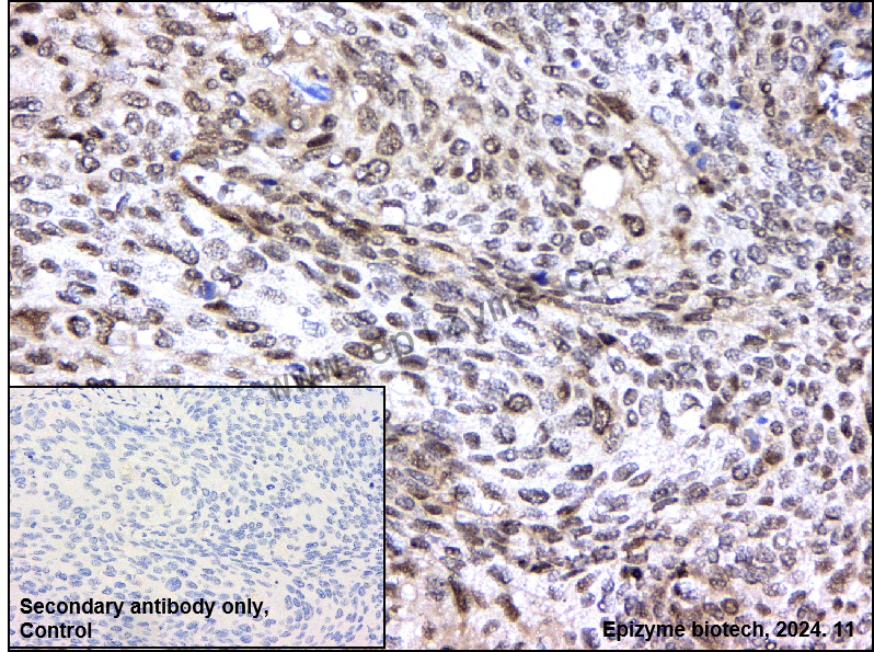 Anti-Skp1 Rabbit mAb [55C19N75]