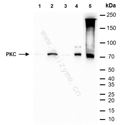 Anti-PKC Rabbit mAb [21R58J41]
