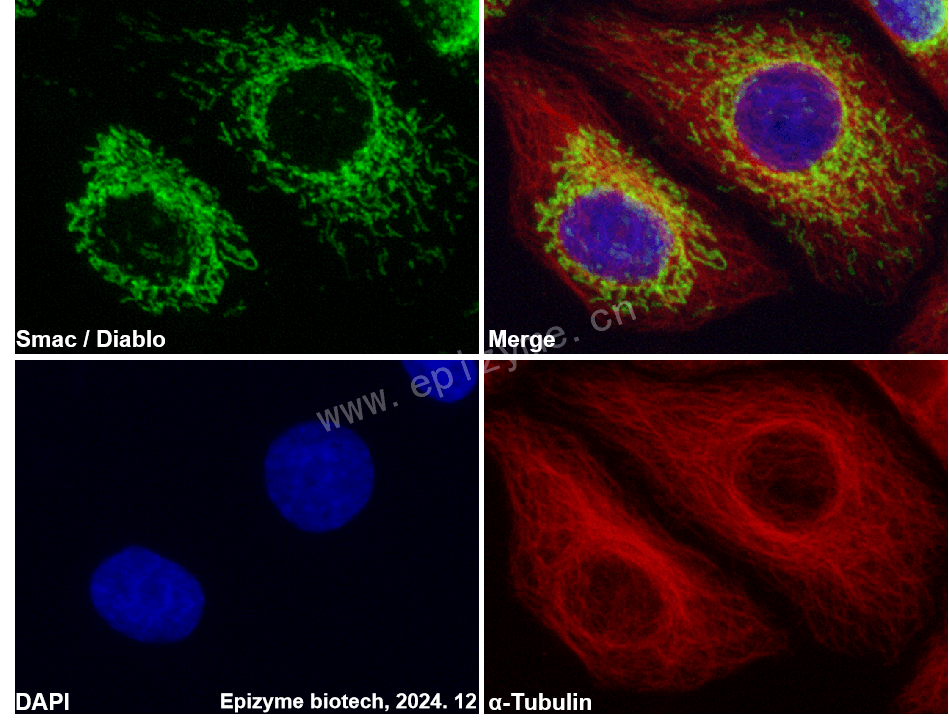 Anti-Smac/Diablo Rabbit mAb [65I12N81]