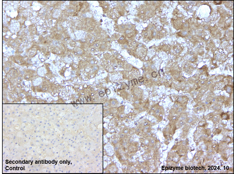 Anti-Smac/Diablo Rabbit mAb [65I12N81]