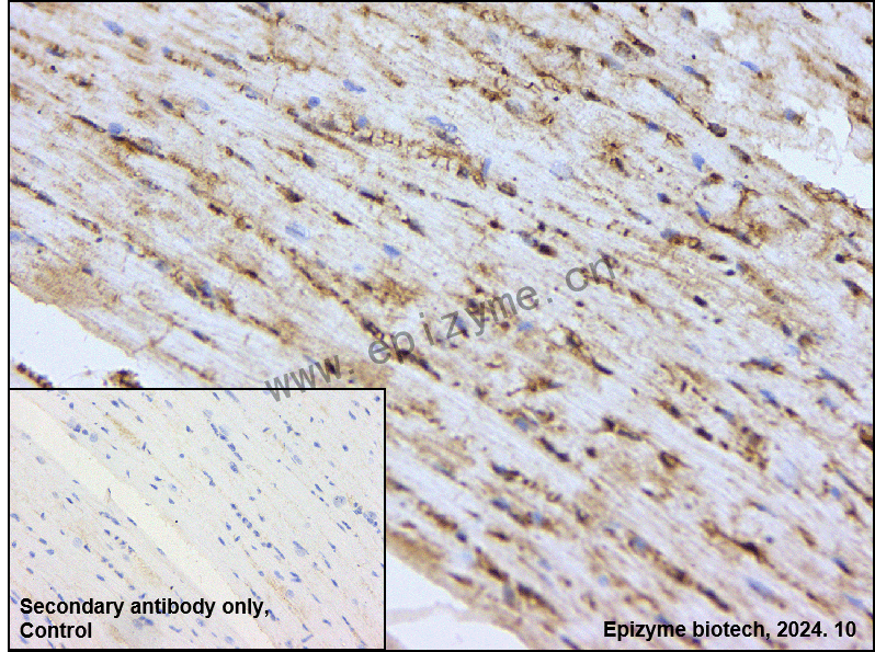 Anti-Smac/Diablo Rabbit mAb [65I12N81]