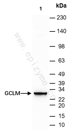 Anti-GCLM Rabbit mAb [97Q92C74]