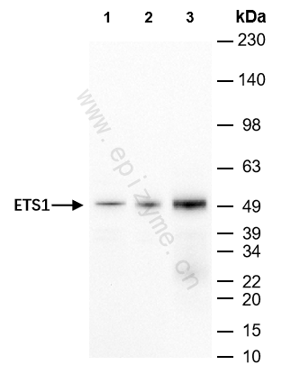 Anti-ETS1 Rabbit mAb [18M91H53]