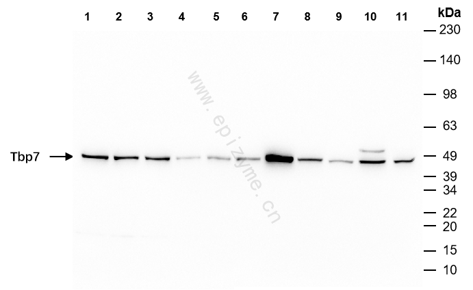 Anti-Tbp7 Rabbit mAb [92L79F02]