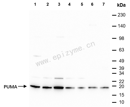 Anti-PUMA Rabbit mAb [95T02C35]