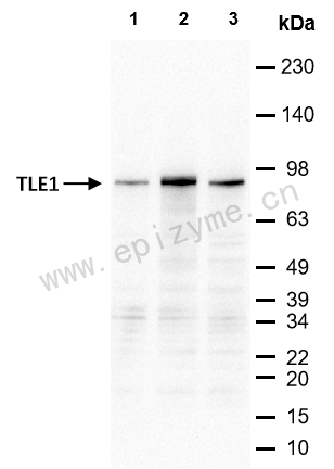 Anti-TLE1 Rabbit mAb [78N82A43]
