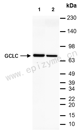 Anti-GCLC Rabbit mAb [59T44H33]