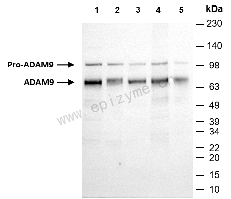 Anti-ADAM9 Rabbit mAb [67B76I03]