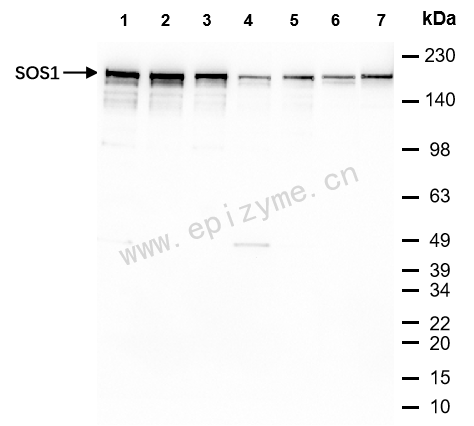 Anti-SOS1 Rabbit mAb [21L91S05]