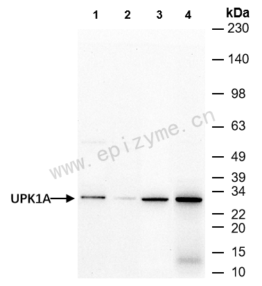 Anti-UPK1A Rabbit mAb [59A90I05]
