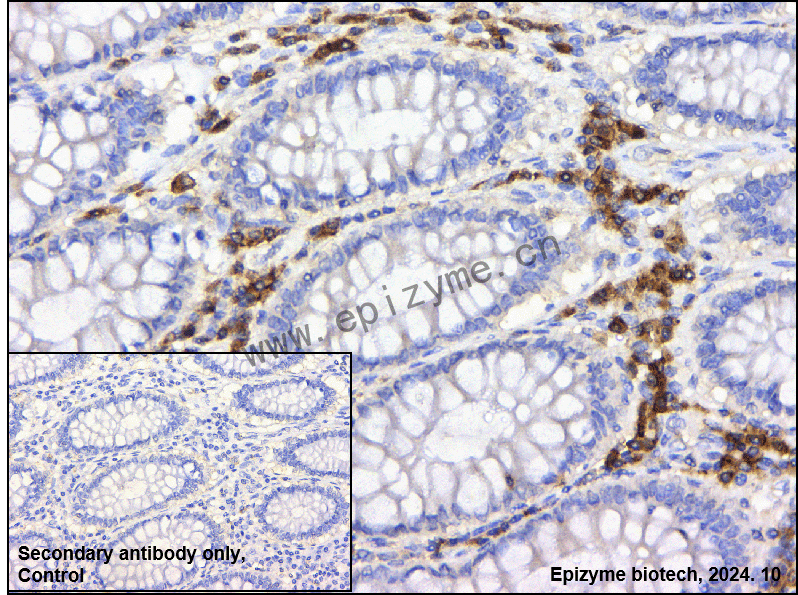 Anti-LIME Rabbit mAb [13Q57L75]