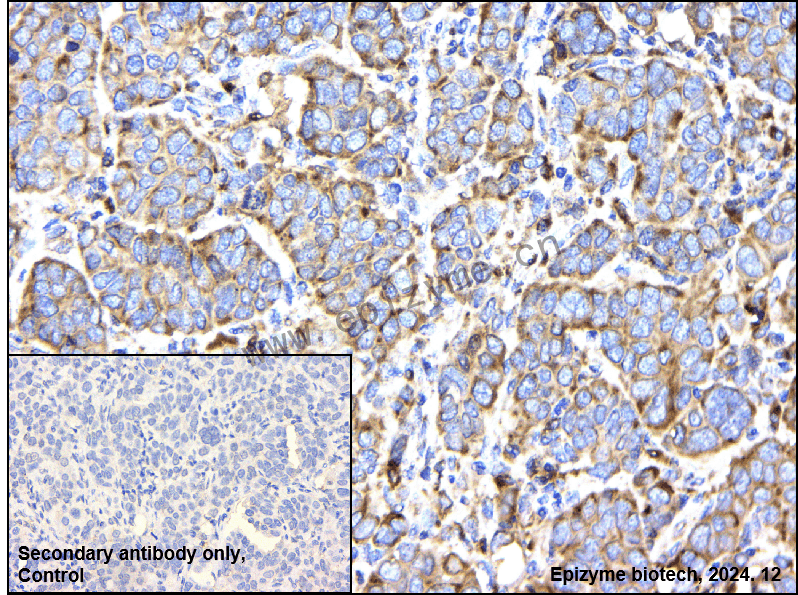 Anti-Cystatin C Rabbit mAb [31C13P16]