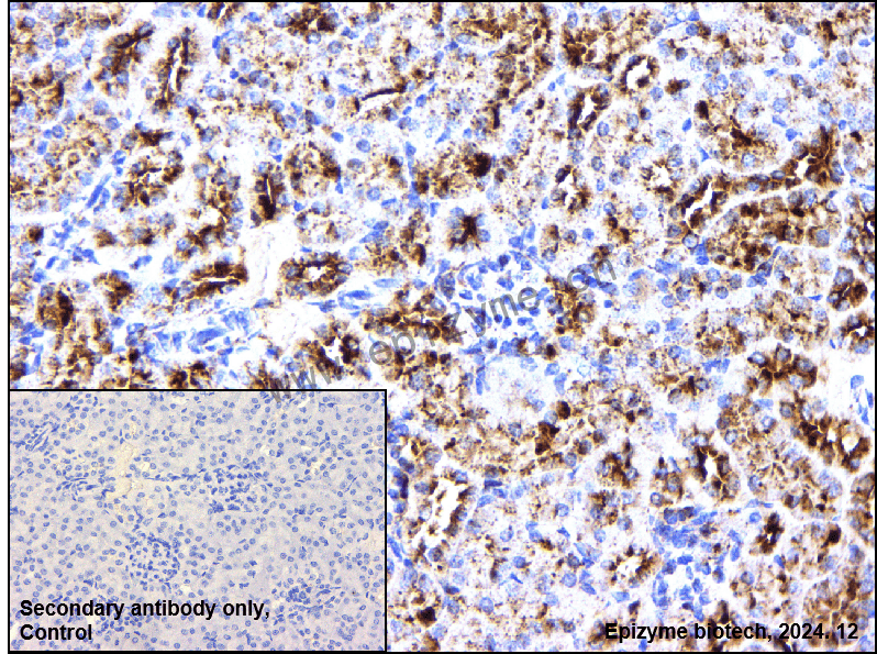 Anti-Cystatin C Rabbit mAb [31C13P16]