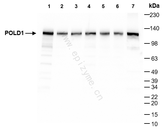 Anti-POLD1 Rabbit mAb [83G86D04]