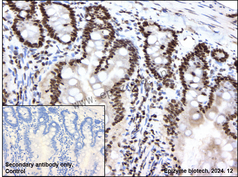 Anti-POLD1 Rabbit mAb [83G86D04]